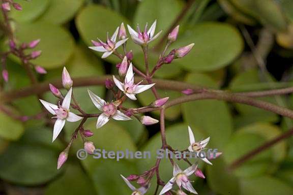 crassula multicava 3 graphic